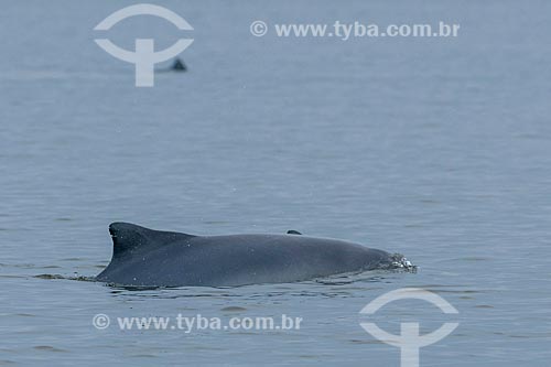  Guiana dolphin (Sotalia guianensis) - Antonina bay  - Antonina city - Parana state (PR) - Brazil