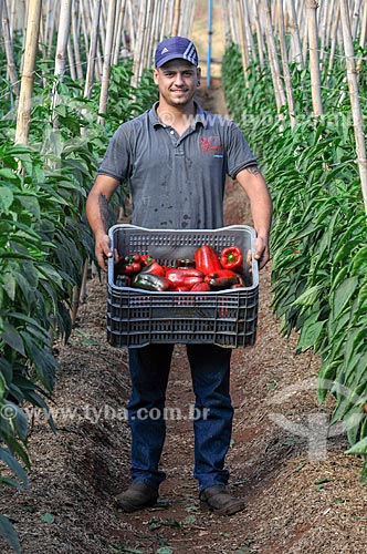  Rural worker harvesting bell pepper - greenhouse  - Mirassol city - Sao Paulo state (SP) - Brazil