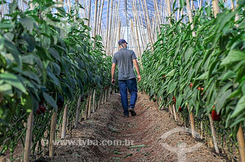  Rural worker - bell pepper plantation - greenhouse  - Mirassol city - Sao Paulo state (SP) - Brazil