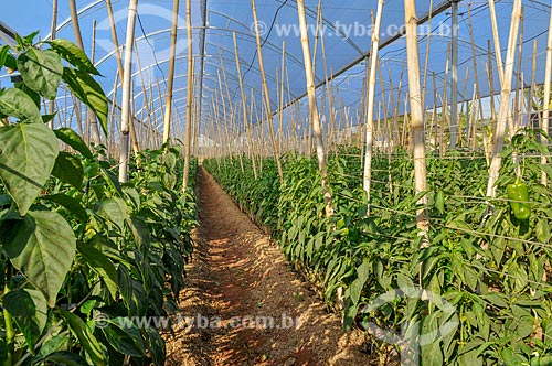  Bell pepper plantation - greenhouse  - Mirassol city - Sao Paulo state (SP) - Brazil
