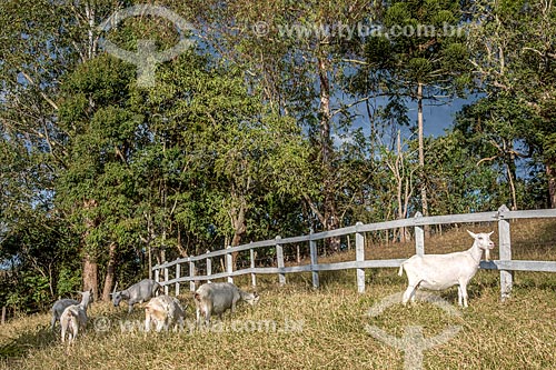  Ewes raising in the pasture  - Cunha city - Sao Paulo state (SP) - Brazil