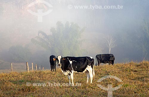  Girolando cattle in the pasture - Guarani city rural zone  - Guarani city - Minas Gerais state (MG) - Brazil