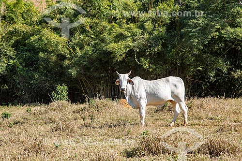  Nelore cattle in the pasture - Guarani city rural zone  - Guarani city - Minas Gerais state (MG) - Brazil