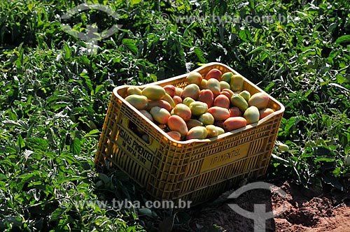  Tomato plastic crate during harvest  - Jose Bonifacio city - Sao Paulo state (SP) - Brazil