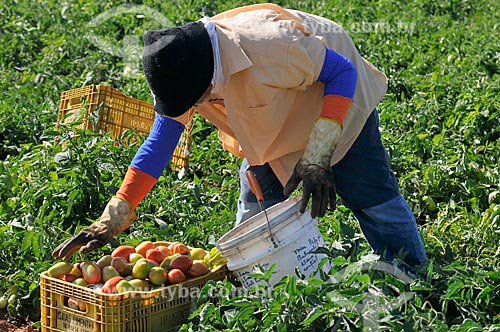  Manual harvest tomato  - Jose Bonifacio city - Sao Paulo state (SP) - Brazil