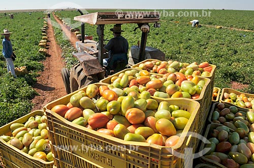  Transport of tomato plastic crates - tractor - during harvest  - Jose Bonifacio city - Sao Paulo state (SP) - Brazil
