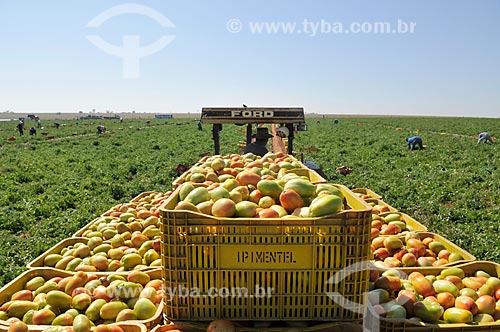  Transport of tomato plastic crates - tractor - during harvest  - Jose Bonifacio city - Sao Paulo state (SP) - Brazil