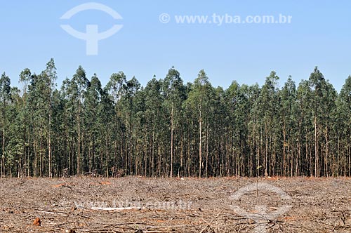  Eucalyptus plantation  - Jose Bonifacio city - Sao Paulo state (SP) - Brazil