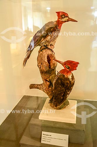  Stuffed Robust woodpecker (Campephilus robustus) on exhibit - National Museum - old Sao Cristovao Palace  - Rio de Janeiro city - Rio de Janeiro state (RJ) - Brazil