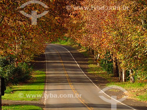  Snippet of Romantic Route during autumn  - Rio Grande do Sul state (RS) - Brazil