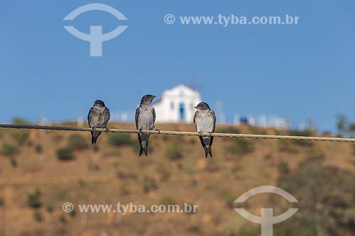  Detail of grey-breasted martins (progne chalybea) resting on wires with the Saint Rita of Cascia Chapel - also known as Capelinha (Little Chapel) - in the background  - Guarani city - Minas Gerais state (MG) - Brazil