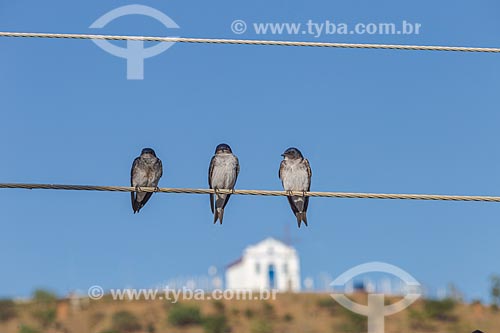  Detail of grey-breasted martins (progne chalybea) resting on wires with the Saint Rita of Cascia Chapel - also known as Capelinha (Little Chapel) - in the background  - Guarani city - Minas Gerais state (MG) - Brazil