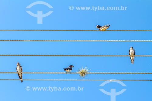  Detail of grey-breasted martins (progne chalybea) resting on wires - Guarani city rural zone  - Guarani city - Minas Gerais state (MG) - Brazil
