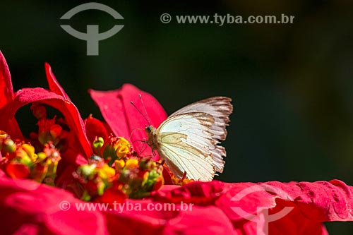  Detail of butterfly - flower inn  - Rio Claro city - Sao Paulo state (SP) - Brazil