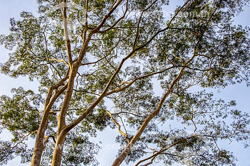  Detail of pacara earpod tree (Enterolobium contortisiliquum) - Ribeirao Preto Campus of the University of Sao Paulo  - Ribeirao Preto city - Sao Paulo state (SP) - Brazil
