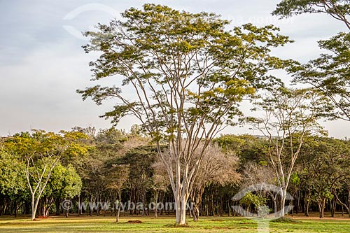  Pacara earpod tree (Enterolobium contortisiliquum) - Ribeirao Preto Campus of the University of Sao Paulo  - Ribeirao Preto city - Sao Paulo state (SP) - Brazil