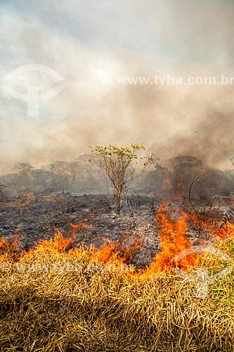  Burned in pasture in the countryside of São Paulo  - Torrinha city - Sao Paulo state (SP) - Brazil