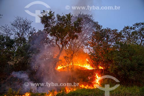  Burned - kerbside of the SP-191 highway  - Torrinha city - Sao Paulo state (SP) - Brazil
