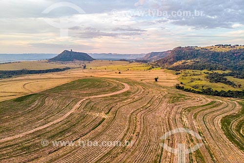  Picture taken with drone of the canavial with the Itaqueri Mountain Range in the background  - Santa Maria da Serra city - Sao Paulo state (SP) - Brazil
