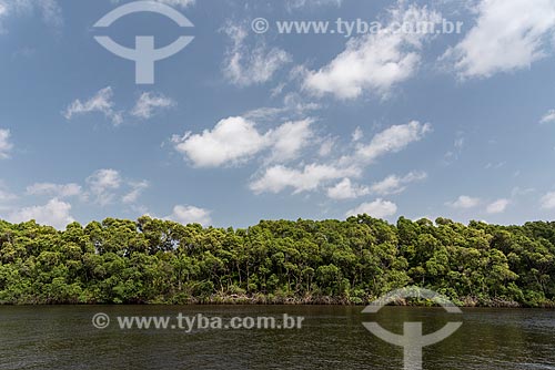  Trees on the banks of Preguicas River near to Lencois Maranhenses National Park  - Barreirinhas city - Maranhao state (MA) - Brazil