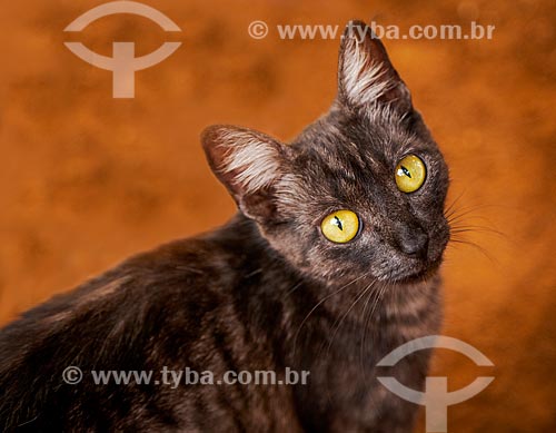  Domestic cat  - Guarani city - Minas Gerais state (MG) - Brazil