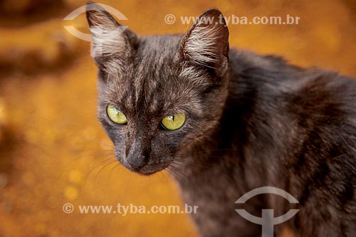  Domestic cat  - Guarani city - Minas Gerais state (MG) - Brazil