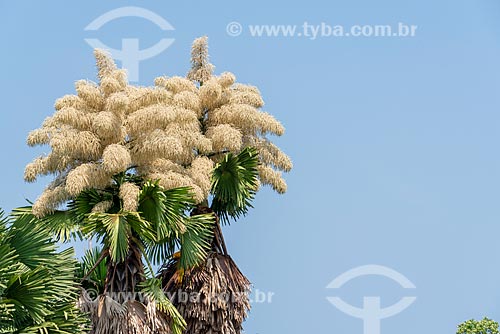  Talipot Palm (Corypha umbraculifera) Flowering - Species brought from Sri Lanka to Flamengo Park by Roberto Burle Marx  - Rio de Janeiro city - Rio de Janeiro state (RJ) - Brazil