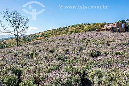  Lavender fields  - Cunha city - Sao Paulo state (SP) - Brazil