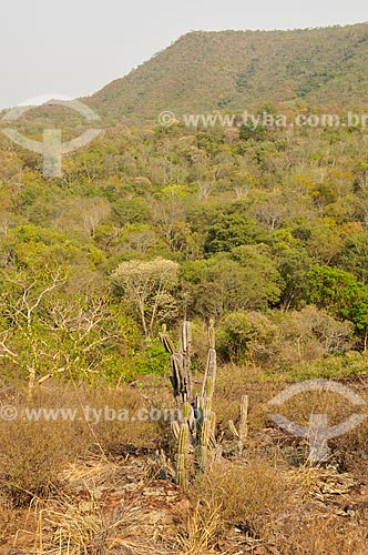  Cerrado vegetation area on the slope of Gruta do Pitoco - Bom Sucesso Mountain Range  - Alcinopolis city - Mato Grosso do Sul state (MS) - Brazil