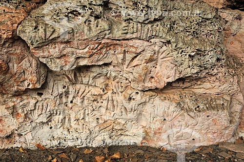  Detail of petroglyph - Gruta do Barro Branco Archaeological Site  - Alcinopolis city - Mato Grosso do Sul state (MS) - Brazil