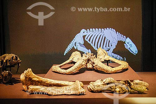  Bone of a megafauna animal - Giant sloth - Nature Museum  - Coronel Jose Dias city - Piaui state (PI) - Brazil