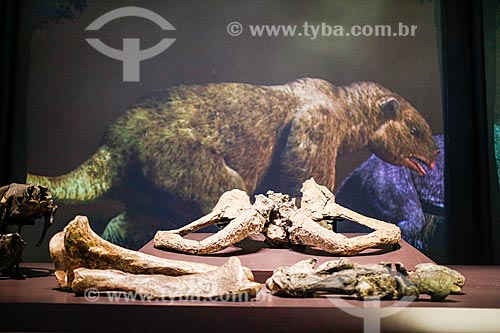  Bone of a megafauna animal - Giant sloth - Nature Museum  - Coronel Jose Dias city - Piaui state (PI) - Brazil
