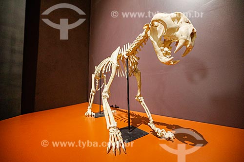  Bone of Jaguar - Nature Museum  - Coronel Jose Dias city - Piaui state (PI) - Brazil