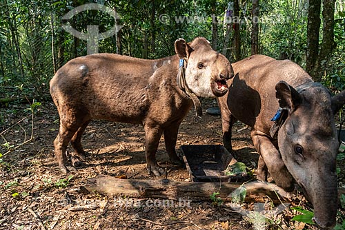  Tapirs (Tapirus terrestris) with necklace GPS to monitoring for animal - Guapiacu Ecological Reserve  - Cachoeiras de Macacu city - Rio de Janeiro state (RJ) - Brazil