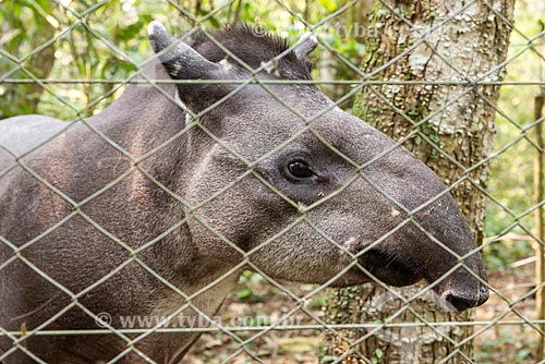  Tapir (Tapirus terrestris) - Guapiacu Ecological Reserve  - Cachoeiras de Macacu city - Rio de Janeiro state (RJ) - Brazil