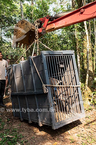  Excavator loading cage with Tapir (Tapirus terrestris) - Guapiacu Ecological Reserve  - Cachoeiras de Macacu city - Rio de Janeiro state (RJ) - Brazil