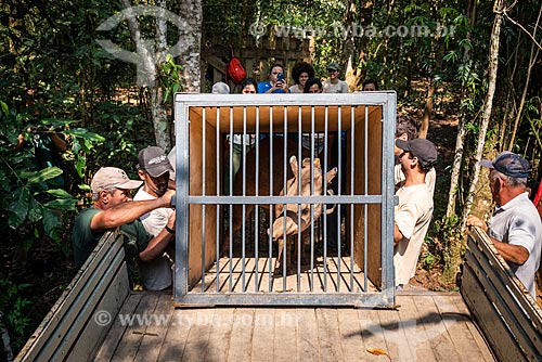  Group of people loading cage with Tapir (Tapirus terrestris) - Guapiacu Ecological Reserve  - Cachoeiras de Macacu city - Rio de Janeiro state (RJ) - Brazil