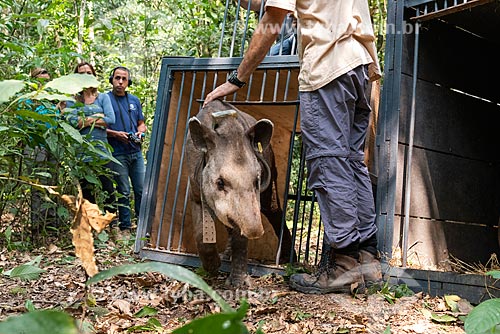  Tapir (Tapirus terrestris) leaving cage - Guapiacu Ecological Reserve  - Cachoeiras de Macacu city - Rio de Janeiro state (RJ) - Brazil