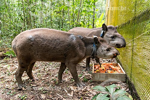  Couple of Tapirs (Tapirus terrestris) with necklace GPS to monitoring for animal - Guapiacu Ecological Reserve  - Cachoeiras de Macacu city - Rio de Janeiro state (RJ) - Brazil