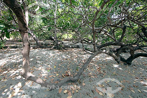  Biggest cashew tree in the world  - Cajueiro da Praia city - Piaui state (PI) - Brazil