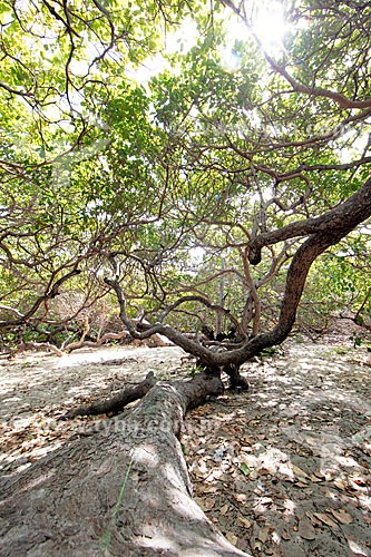  Biggest cashew tree in the world  - Cajueiro da Praia city - Piaui state (PI) - Brazil