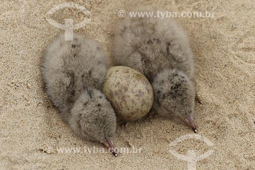 Seagulls Nest - Piagaçu-Purus Sustainable Development Reserve