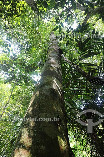 Copaifera langsdorffii also known as the diesel tree - Juma Sustainable Development Reserve