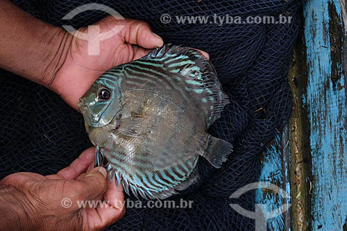 Heckel Discus fishing (symphysodon discus) - Piagaçu-Purus Sustainable Development Reserve