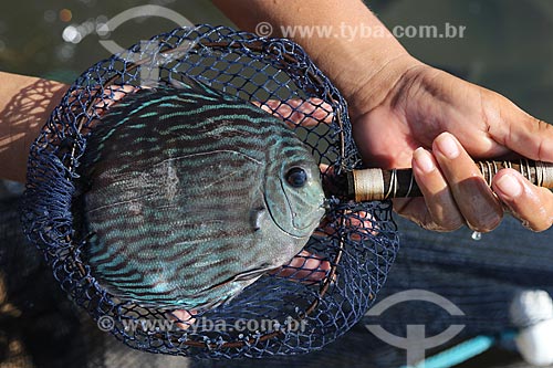 Heckel Discus fishing (symphysodon discus) - Piagaçu-Purus Sustainable Development Reserve