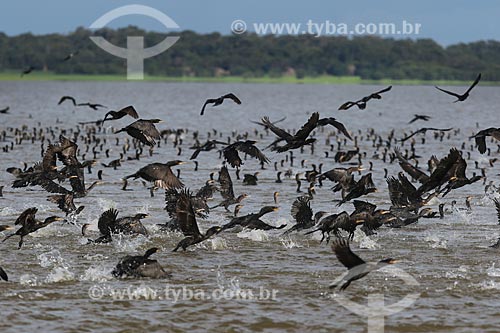Flock of Darters - Purus River - Piagacu-Purus Sustainable Development Reserve