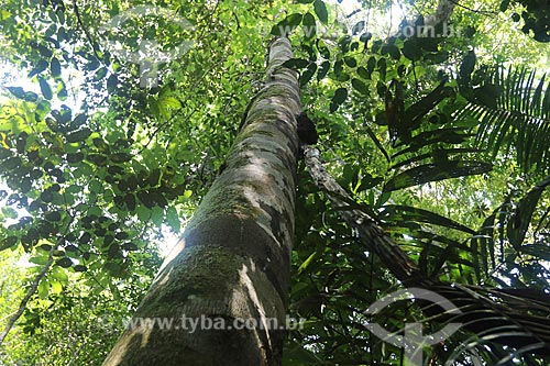 Copaifera langsdorffii also known as the diesel tree - Juma Sustainable Development Reserve