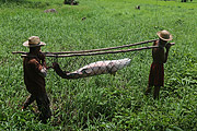  Fishermen carrying Pirarucu (Arapaima gigas) - Piagacu-Purus Sustainable Development Reserve  - Beruri city - Amazonas state (AM) - Brazil
