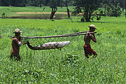  Fishermen carrying Pirarucu (Arapaima gigas) - Piagacu-Purus Sustainable Development Reserve  - Beruri city - Amazonas state (AM) - Brazil