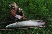  Fisherman carrying Pirarucu (Arapaima gigas) - Piagacu-Purus Sustainable Development Reserve  - Beruri city - Amazonas state (AM) - Brazil